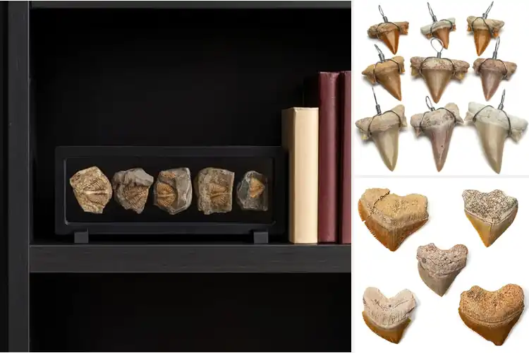 Detailed view of Best Authentic Fossil Packs: Unearth Ancient Treasures