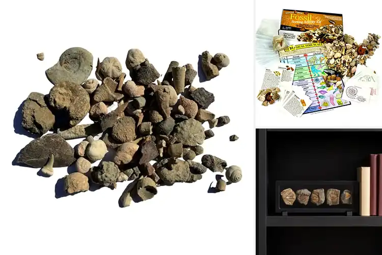Detailed view of Best Educational Fossils