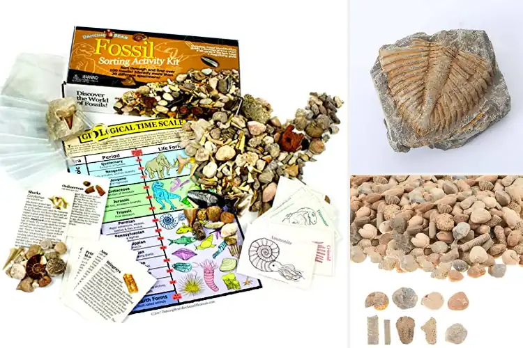 Detailed view of Best Fossil Collections