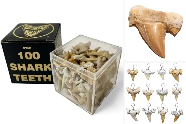 Detailed view of Best Prehistoric Shark Teeth: Unearth Ancient Wonders
