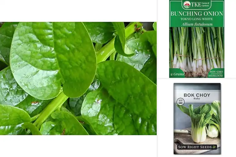 Detailed view of Best Stir-Fry Seeds